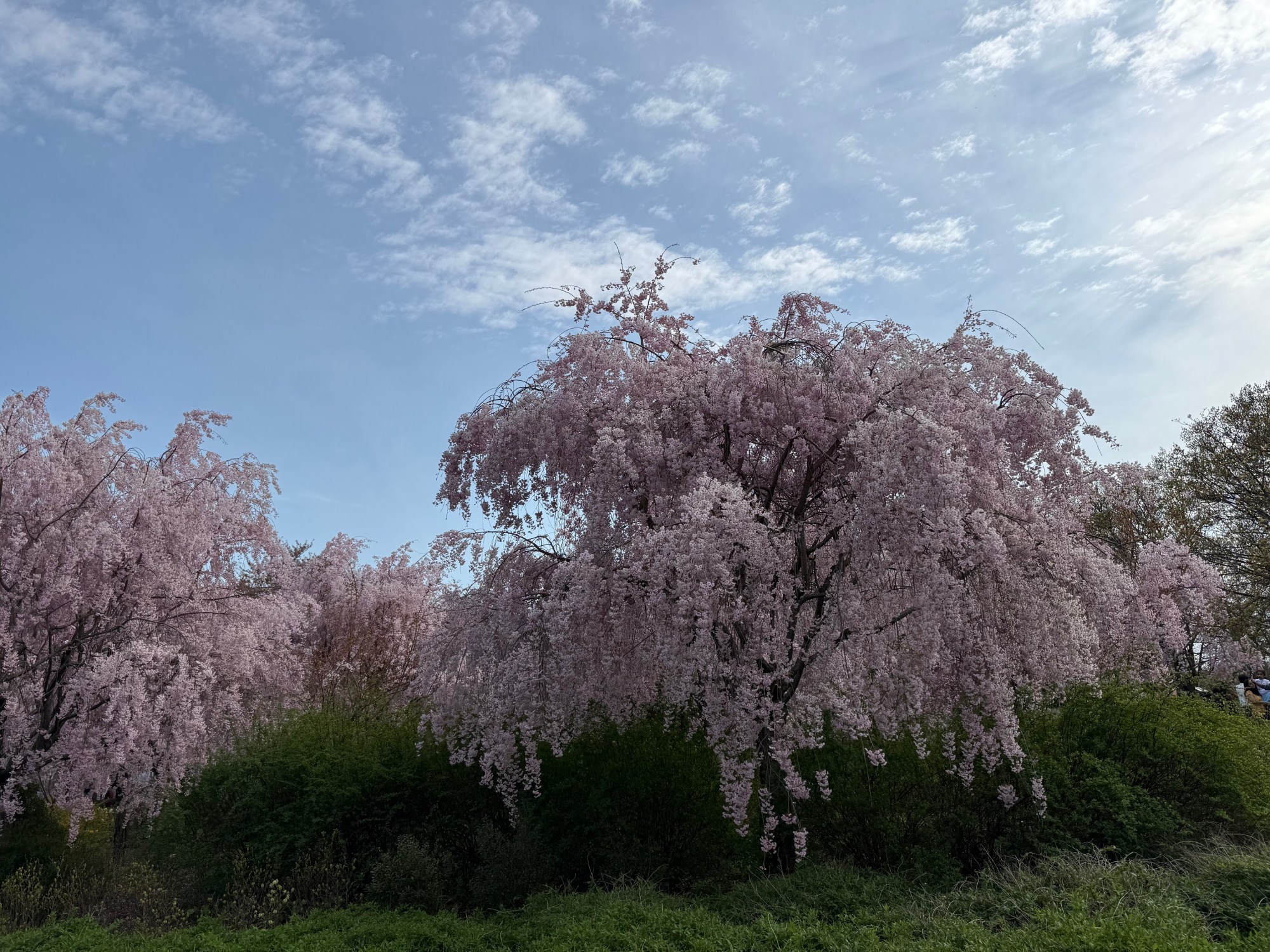 pink cherry blossoms in branch brook park new jersey